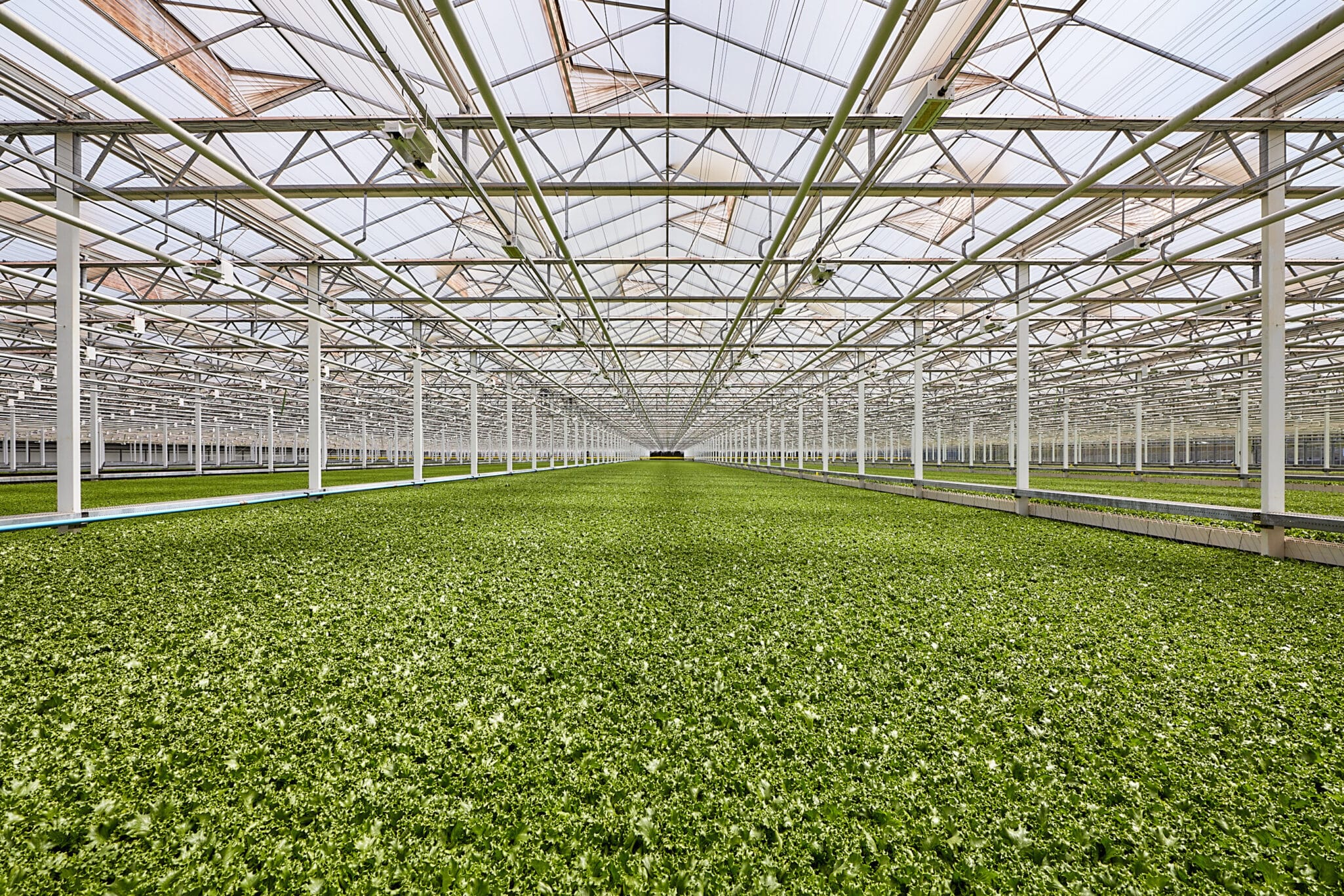 Little Leaf Farms announces new campus in Manchester, Tennessee, with construction set to begin this summer
