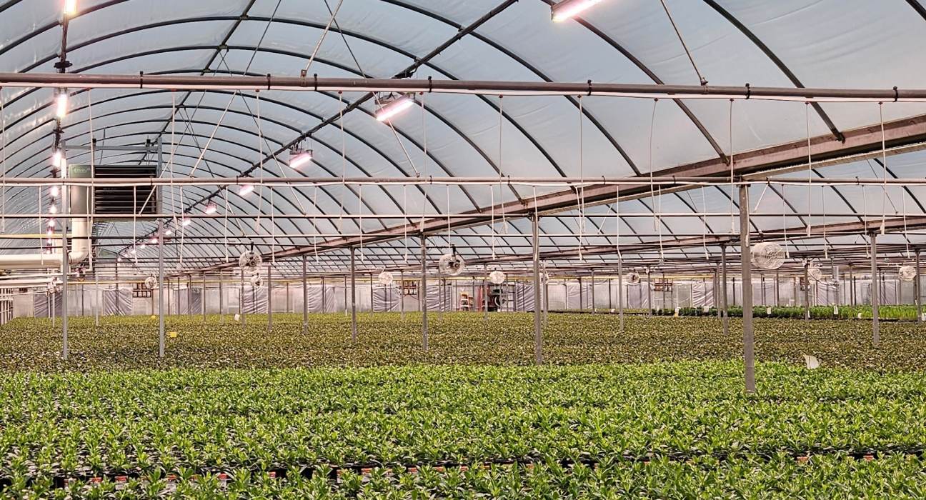 Consider total cumulative costs when comparing LED grow lights. Learn how different efficacies can impact upfront and operating expenses.