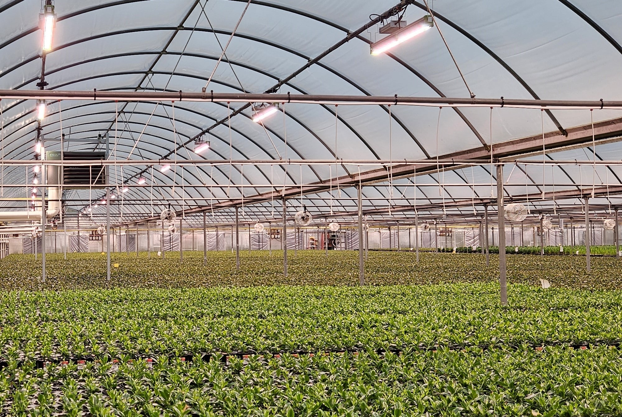 Consider total cumulative costs when comparing LED grow lights. Learn how different efficacies can impact upfront and operating expenses.