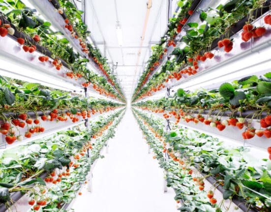 Oishii has acquired Tortuga AgTech’s intellectual property, assets, and engineering team to support the development of robotic harvesting technologies.