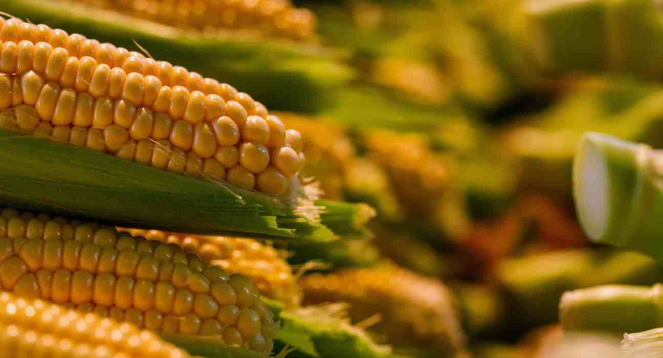NewEnergyBlue & MetGen partnered to integrate their biomass conversion and enzyme technologies to compete with fossil-carbon products.