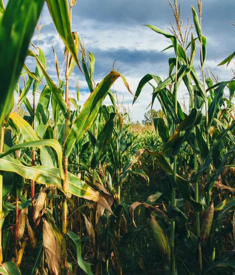 Corteva to split into two public companies: New Corteva focused on crop protection & SpinCo leading in seed innovation and genetics.