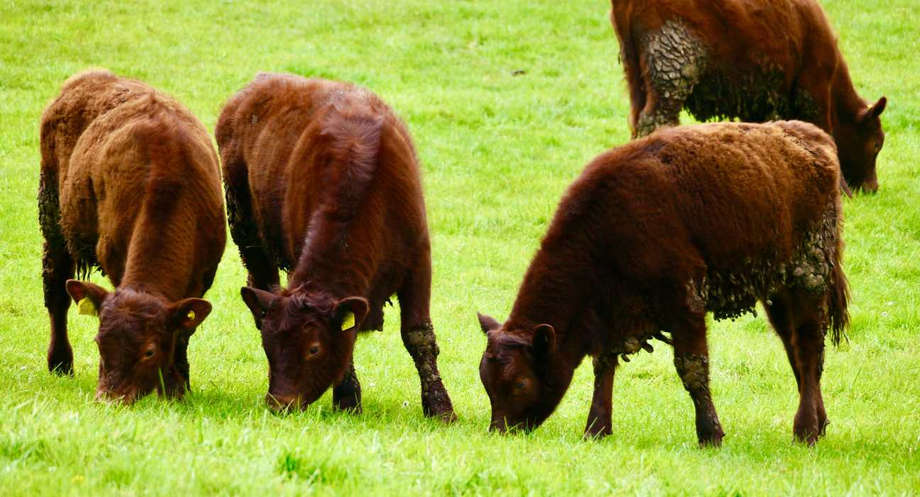 The Dairy Grazing Alliance, dedicated to expanding & supporting the dairy grazing sector, launched during the Sustainable Agriculture Summit.