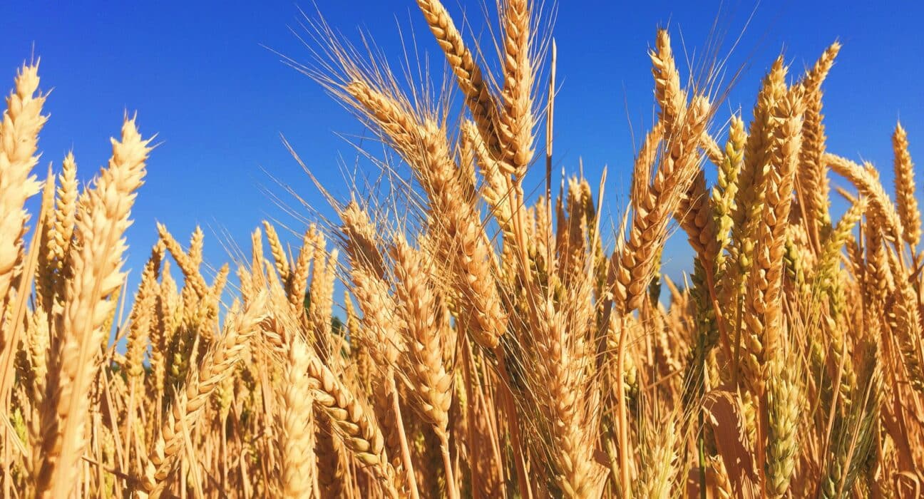 Cereals Canada has resumed regular updates to its interactive Growing Season Progress Report for the 2025 spring wheat crop.