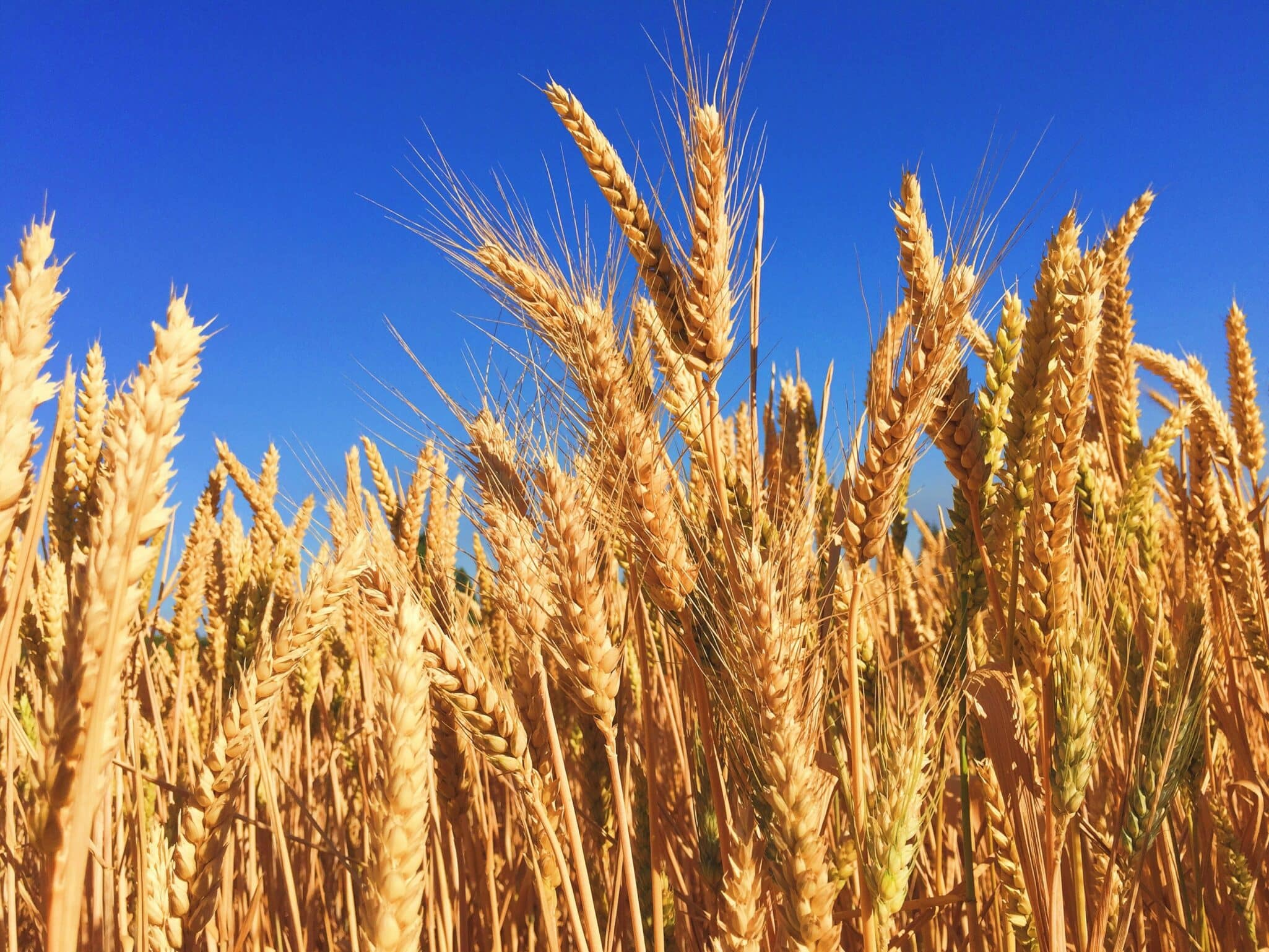 Cereals Canada has resumed regular updates to its interactive Growing Season Progress Report for the 2025 spring wheat crop.