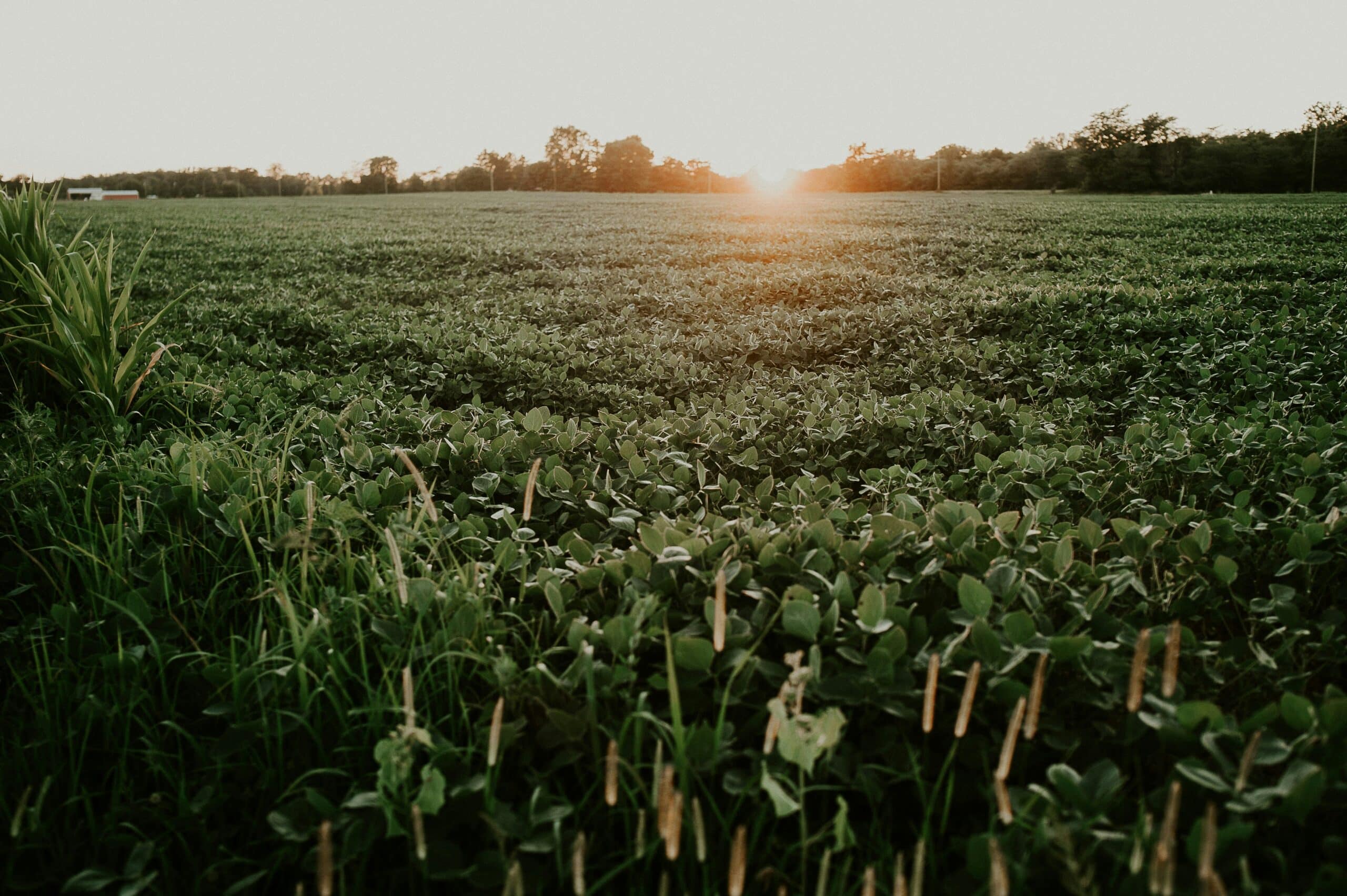 Vyconic™ soybeans, Bayer’s newest trait technology, will be the first to feature tolerance to five herbicides in a single trait.