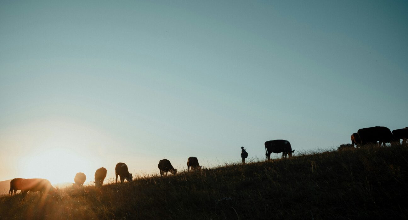 McDonald’s USA announced the Grassland Resilience and Conservation Initiative, its largest investment in regenerative agriculture to date.