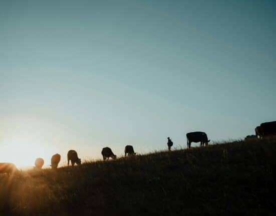 McDonald’s USA announced the Grassland Resilience and Conservation Initiative, its largest investment in regenerative agriculture to date.