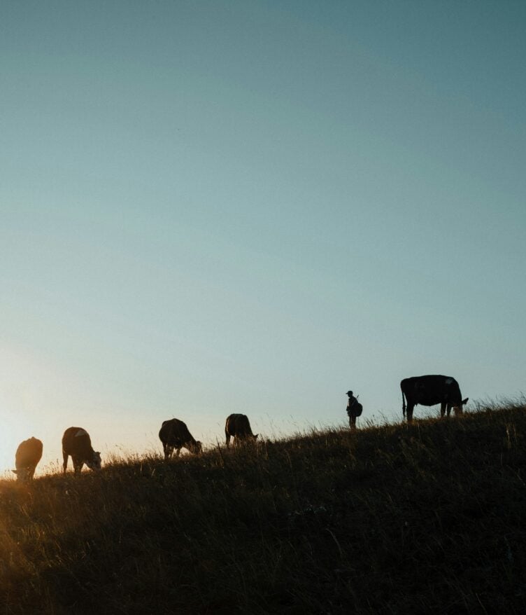 McDonald’s USA announced the Grassland Resilience and Conservation Initiative, its largest investment in regenerative agriculture to date.