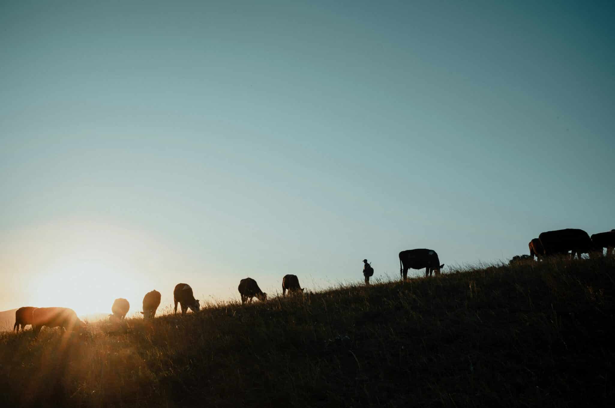 McDonald’s USA announced the Grassland Resilience and Conservation Initiative, its largest investment in regenerative agriculture to date.