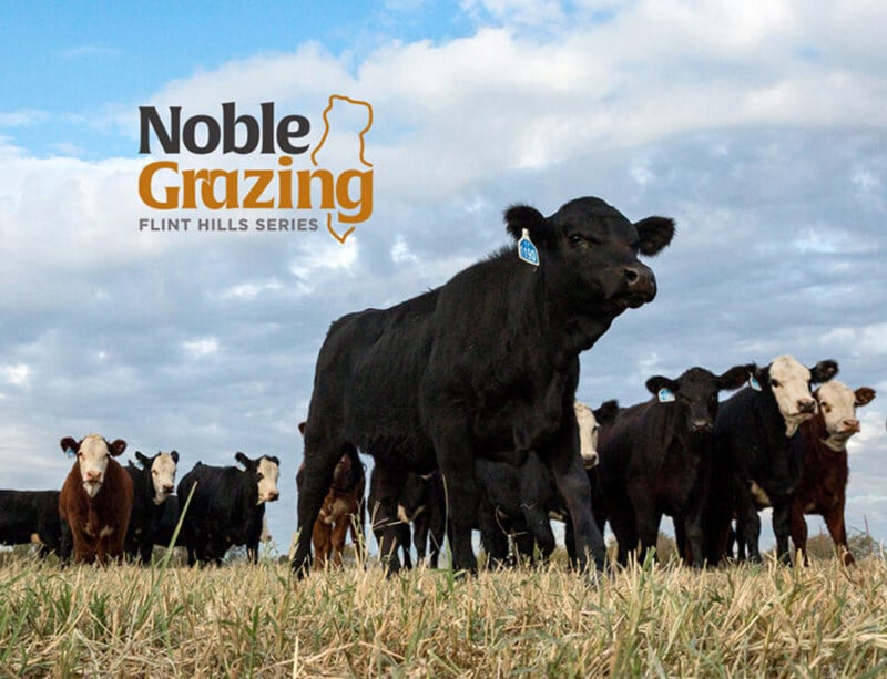 Noble Research Institute, in partnership with Kansas State University and Hy-Plains Feedyard, has launched a three-year educational program focused on sustainable grazing in the Flint Hills region.