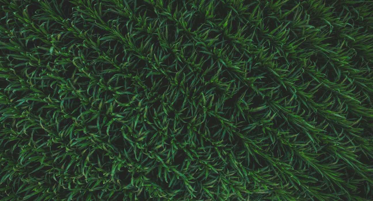 Alvie has secured $2.3 million in seed funding to further develop its AI-powered sensor solutions designed to optimize pesticide use.