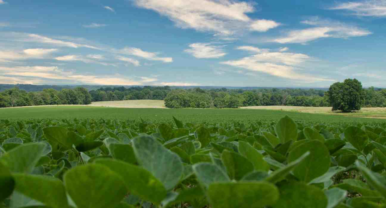 Southern root-knot nematodes caused $172 million in soybean crop damages in the U.S. in 2023, with Arkansas accounting for $95 million.