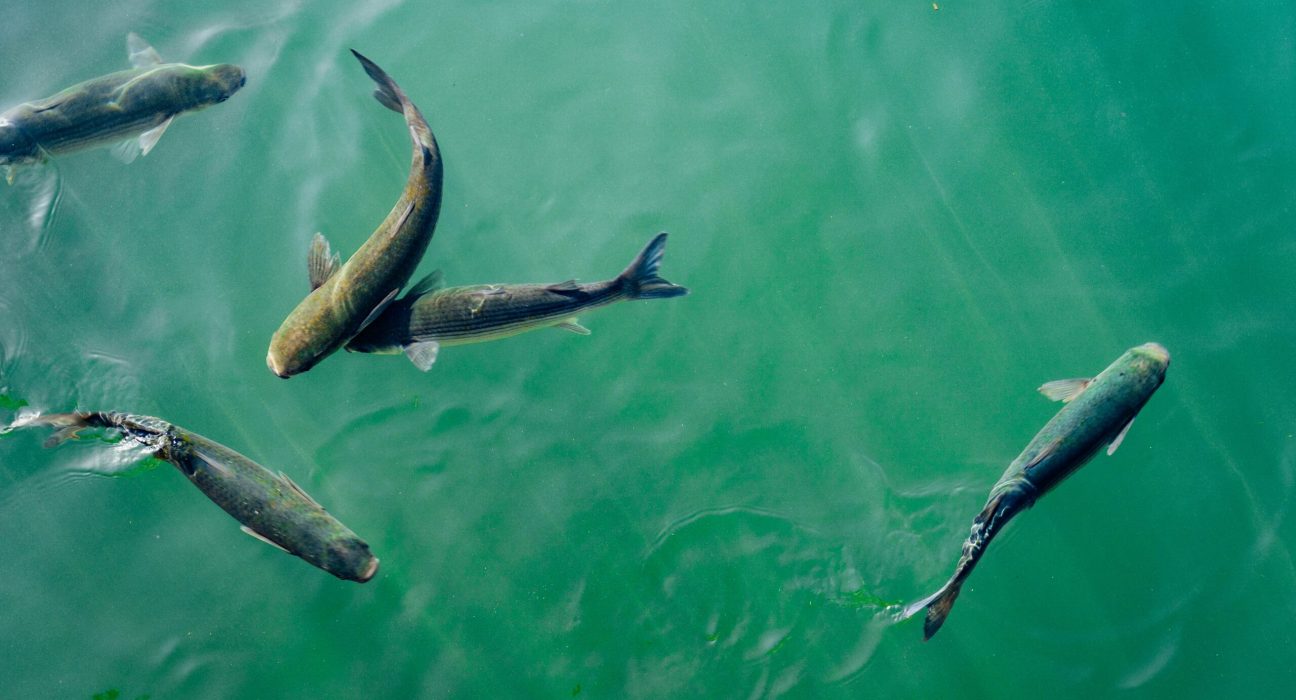 Aizip, Inc. and SoftBank Corp. announced a significant achievement in deploying AI for aquaculture for real-time counting.