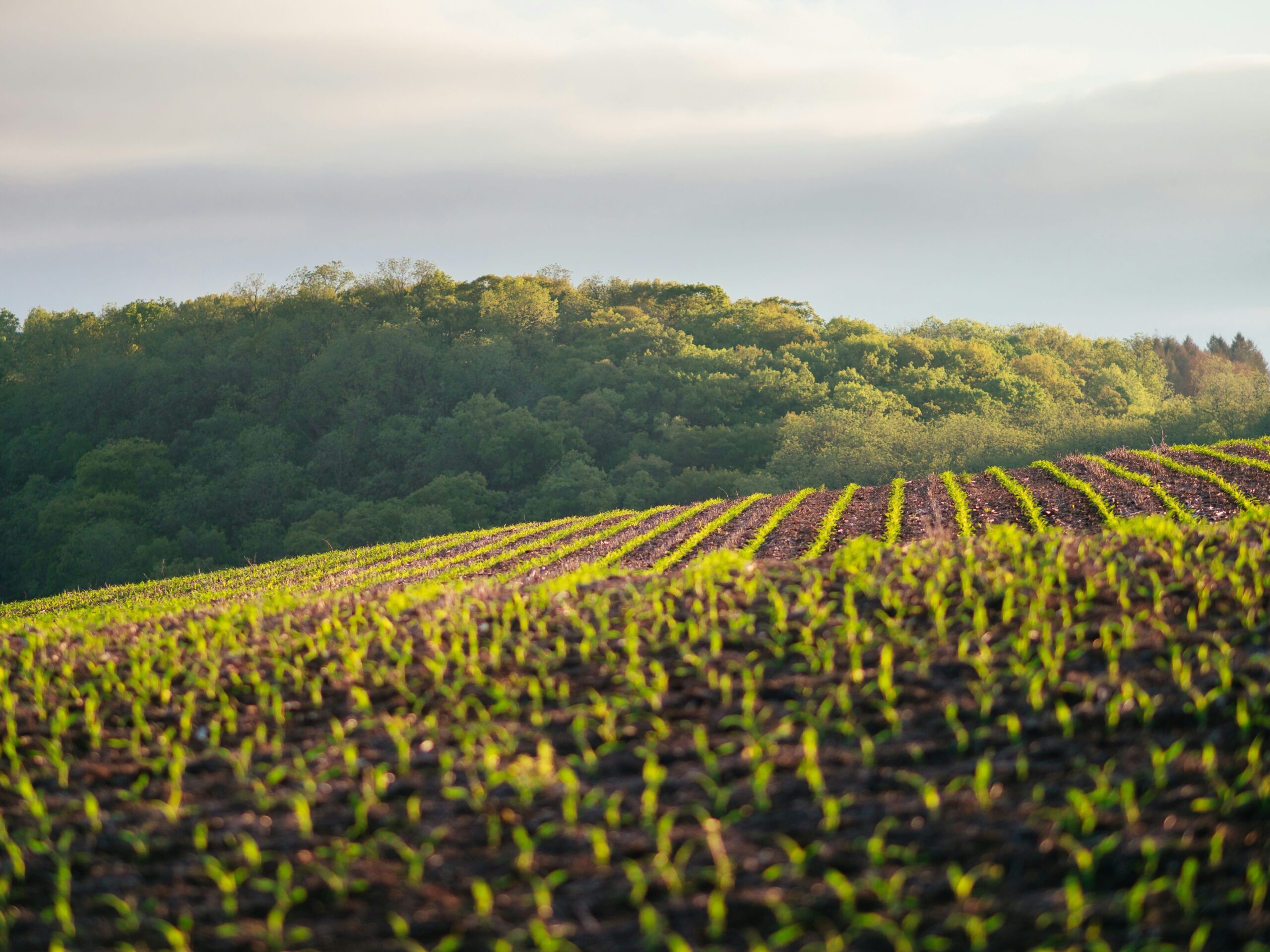 FAO and IBMA sign a Letter of Intent to accelerate the adoption of biological control in agriculture worldwide.