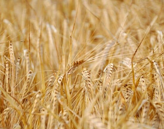 Growers Edge’s Crop Plan Warranty now covers more than 1 million acres of farmland in the United States of America.