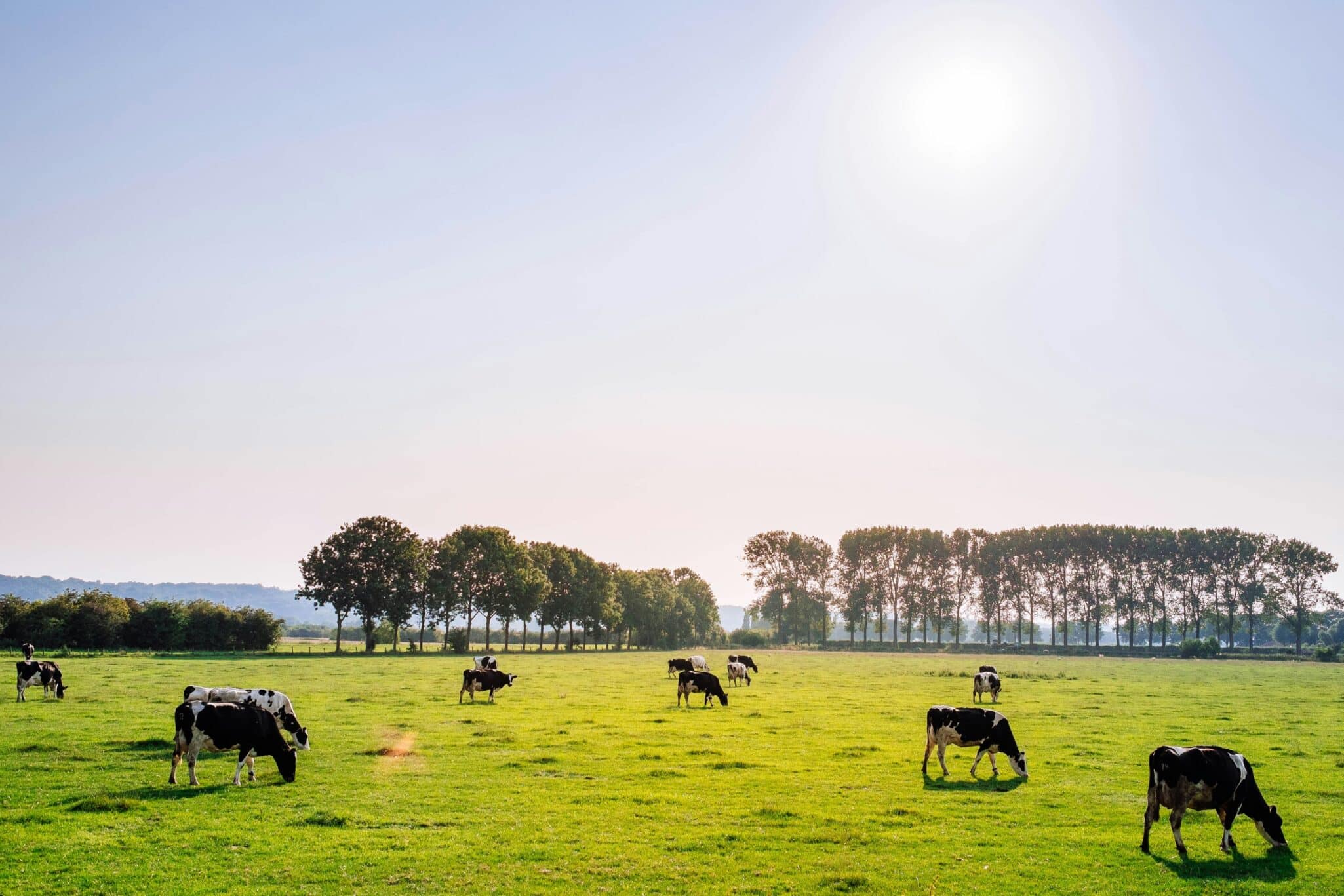 Ahold Delhaize USA, Danone North America & The Nature Conservancy launch pilot to cut methane from dairy farms and boost resilience.