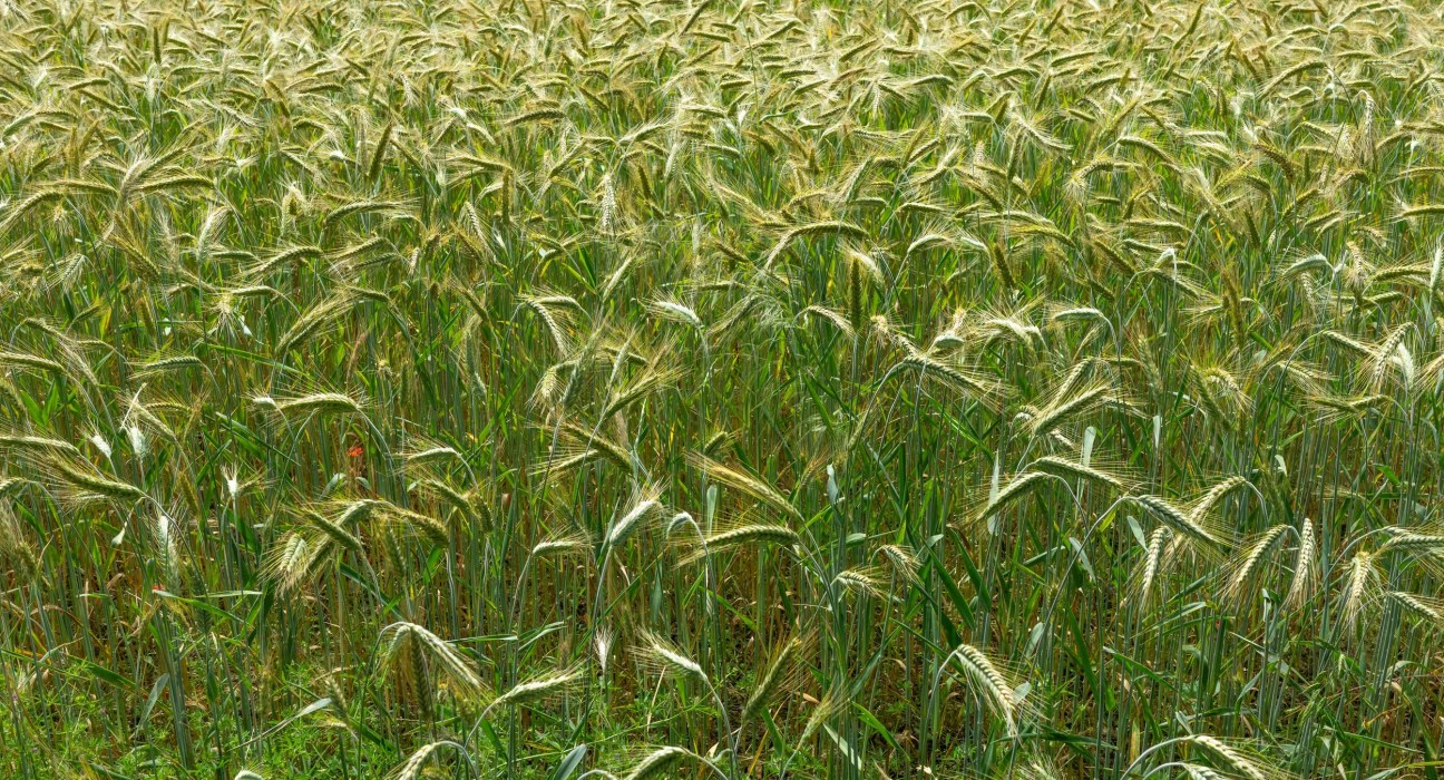 The European Investment Bank (EIB) Group has announced €3 billion in loans for agriculture, forestry, and fisheries across Europe.