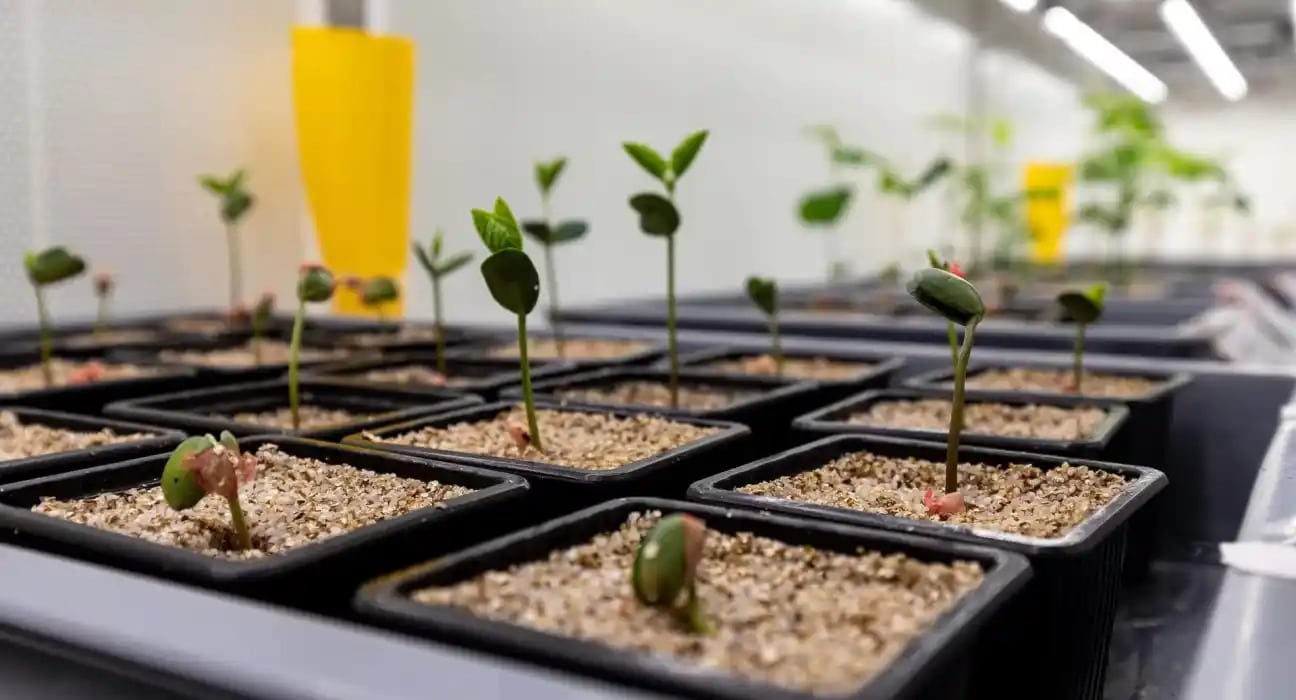 Micropep Technologies and Corteva partner on a multi-year R&D project to co-develop peptide-based biofungicides.