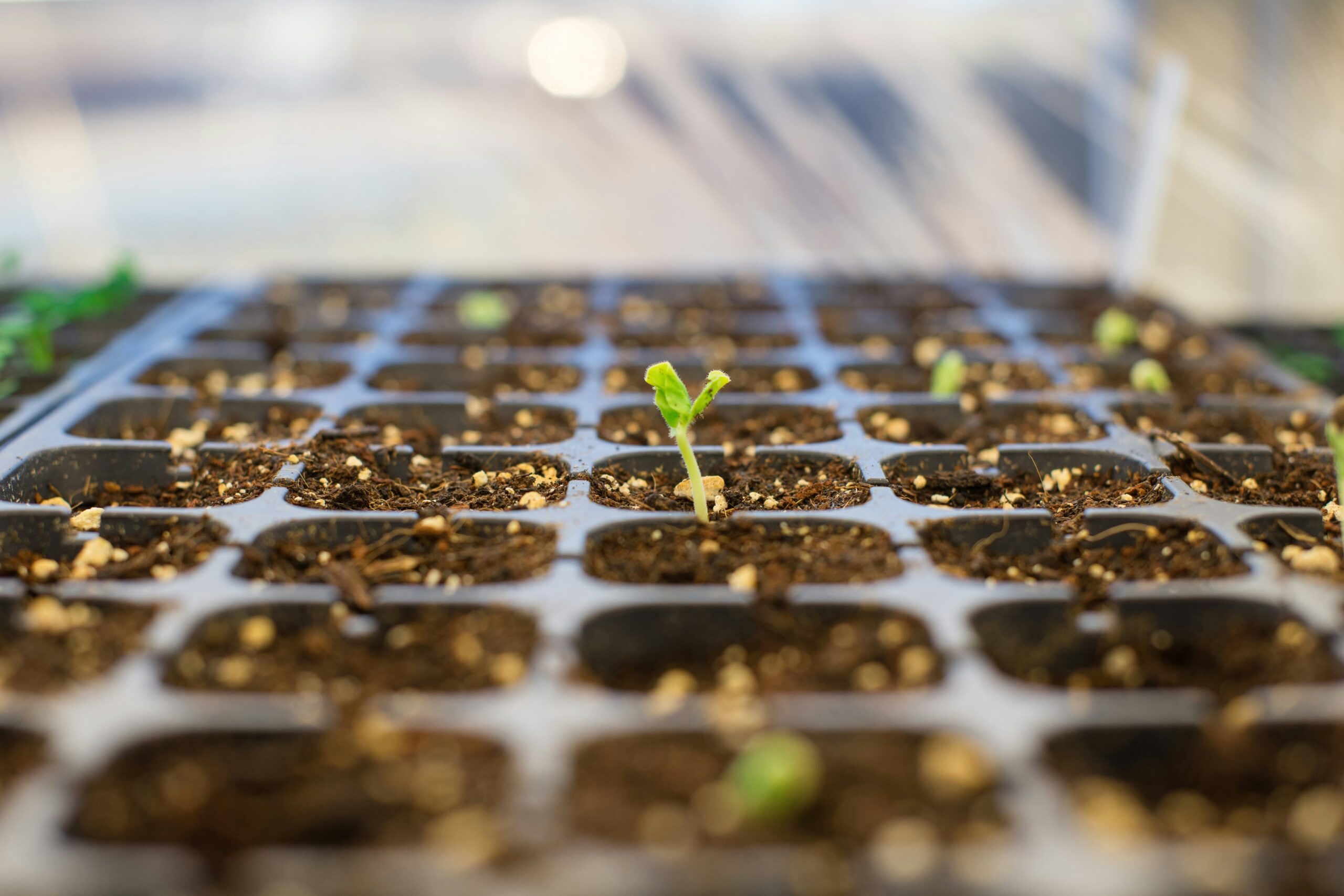 Toesca Asset Management and Astarte Capital Partners announce a partnership to establish a regenerative agriculture investment platform.