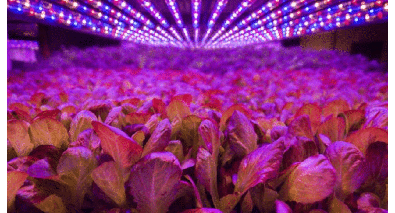 AeroFarms has unveiled patented technology designed to grow microgreens year-round in controlled environments, according to the company.