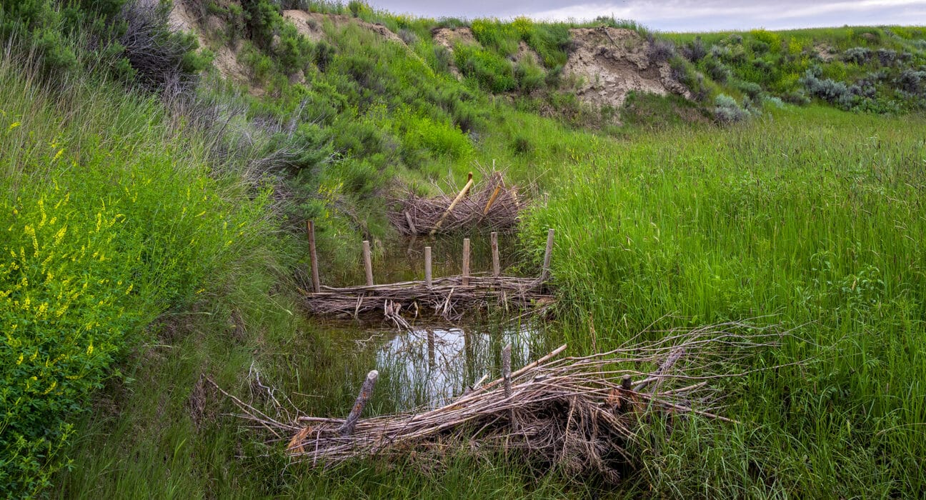 The National Fish and Wildlife Foundation (NFWF) has announced an initial $32.8 million in grants under the new Grassland Resilience and Conservation Initiative, generating nearly $42 million in total conservation impact when including $9.1 million in grantee matching contributions.