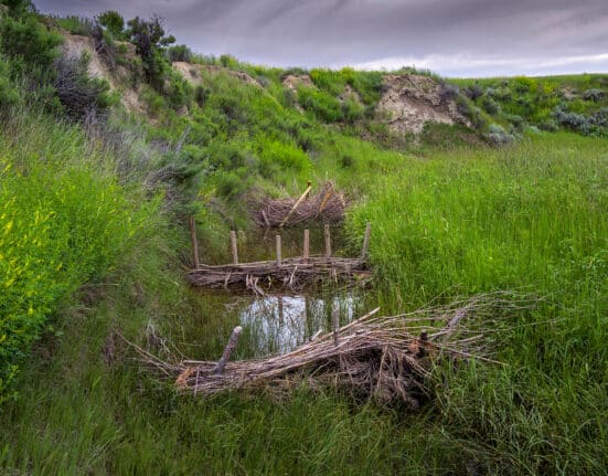 The National Fish and Wildlife Foundation (NFWF) has announced an initial $32.8 million in grants under the new Grassland Resilience and Conservation Initiative, generating nearly $42 million in total conservation impact when including $9.1 million in grantee matching contributions.