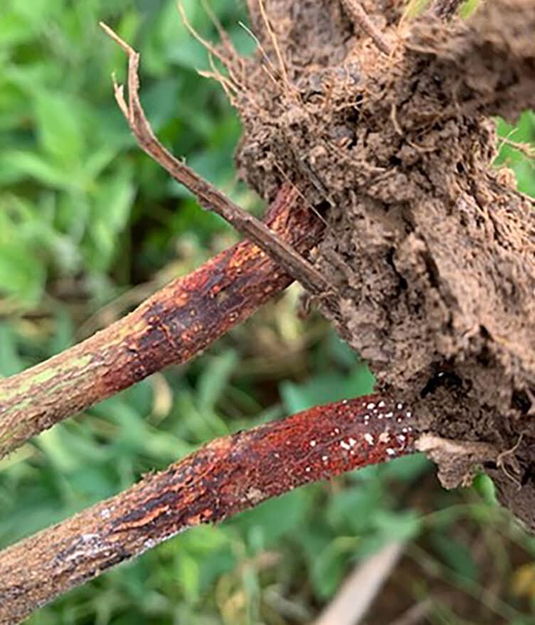 CeraMax®, a biological seed treatment by Ceradis Crop Protection B.V., will be available in 2025 under a Section 2(ee) label for disease suppression.