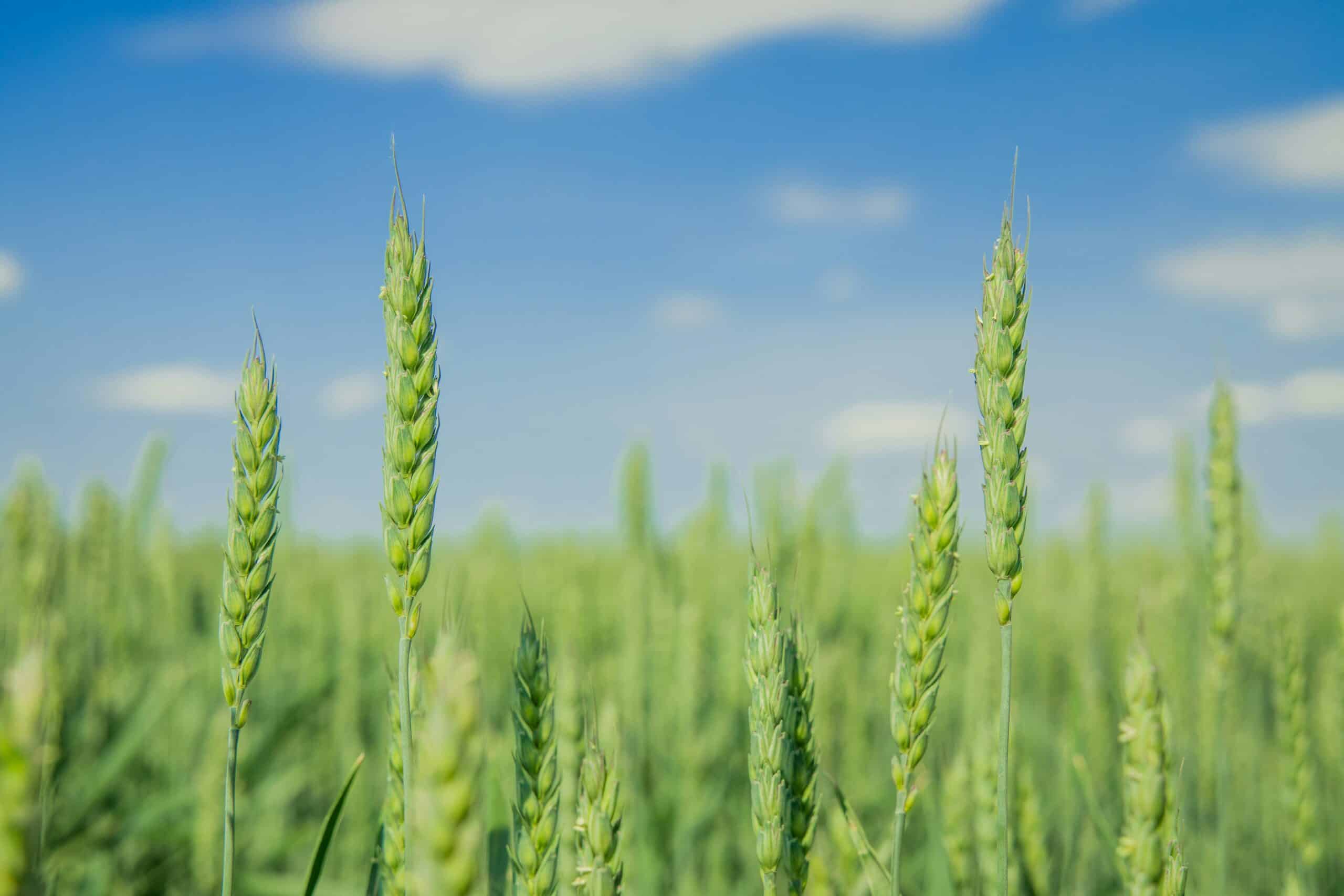 Acadian Plant Health launches its Abiotic Stress Management (ASM) portfolio, designed to enhance plant growth and stress tolerance.