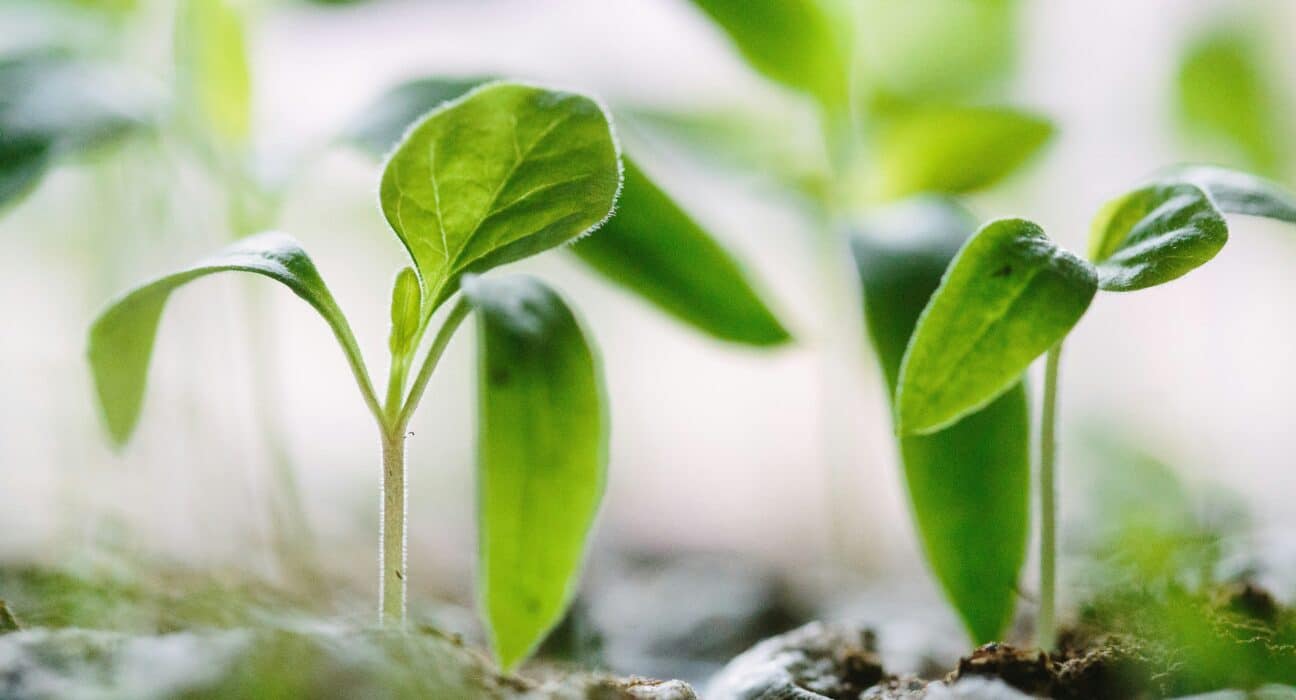 Agroz partners with Harvest Today to launch Agroz Groz Wall, a sustainable vertical farming system unveiled at Future Food-AgTech Festival.