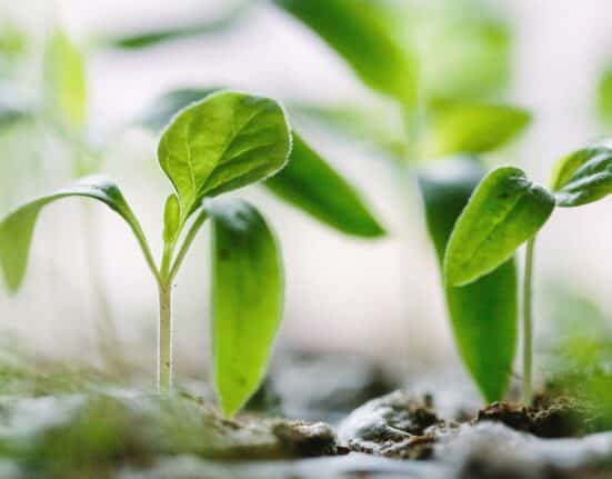 Agroz partners with Harvest Today to launch Agroz Groz Wall, a sustainable vertical farming system unveiled at Future Food-AgTech Festival.