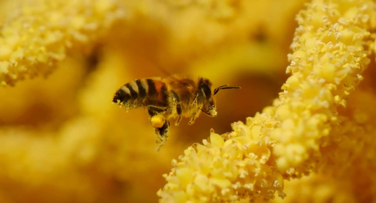 BCG report identifies agritech as New Zealand’s key growth engine, outlining a 2050 vision and 15 actions to build a global hub.