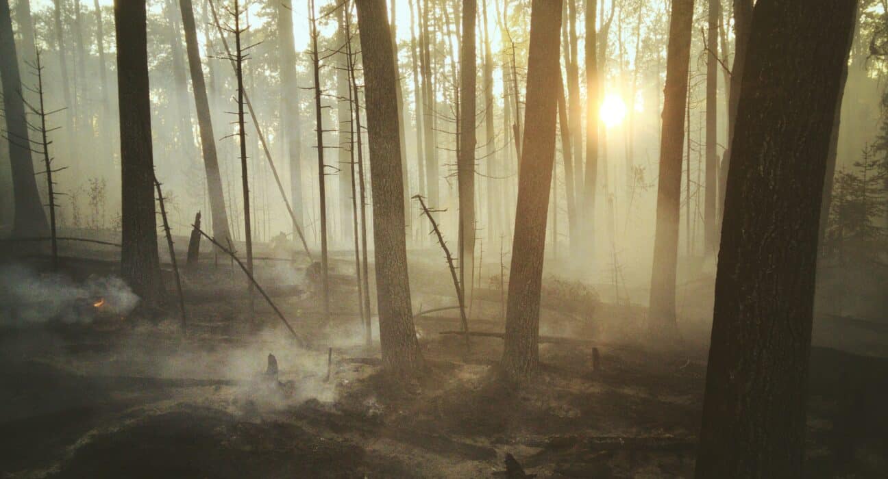 VGrid explores how pyroligneous acid replicates post-wildfire conditions to enhance plant growth, microbial activity & nutrient availability.