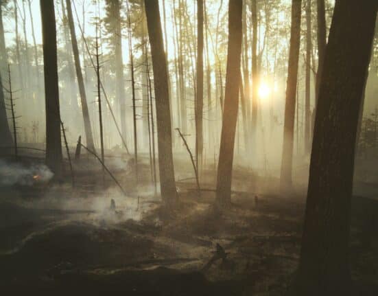 VGrid explores how pyroligneous acid replicates post-wildfire conditions to enhance plant growth, microbial activity & nutrient availability.