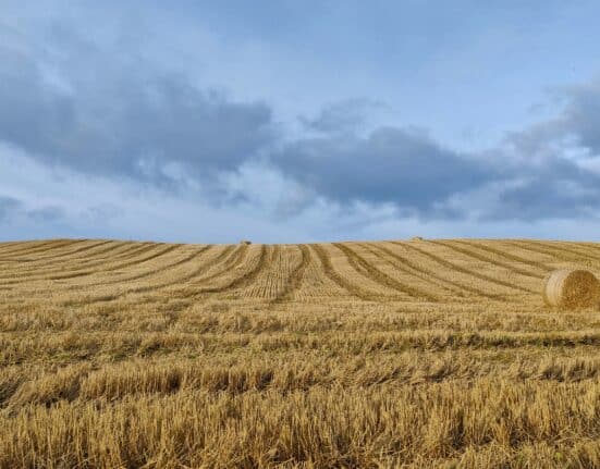 Farmland values in the US have remained stable through the first half of 2025, according to a mid-year update from Farmers National Company.