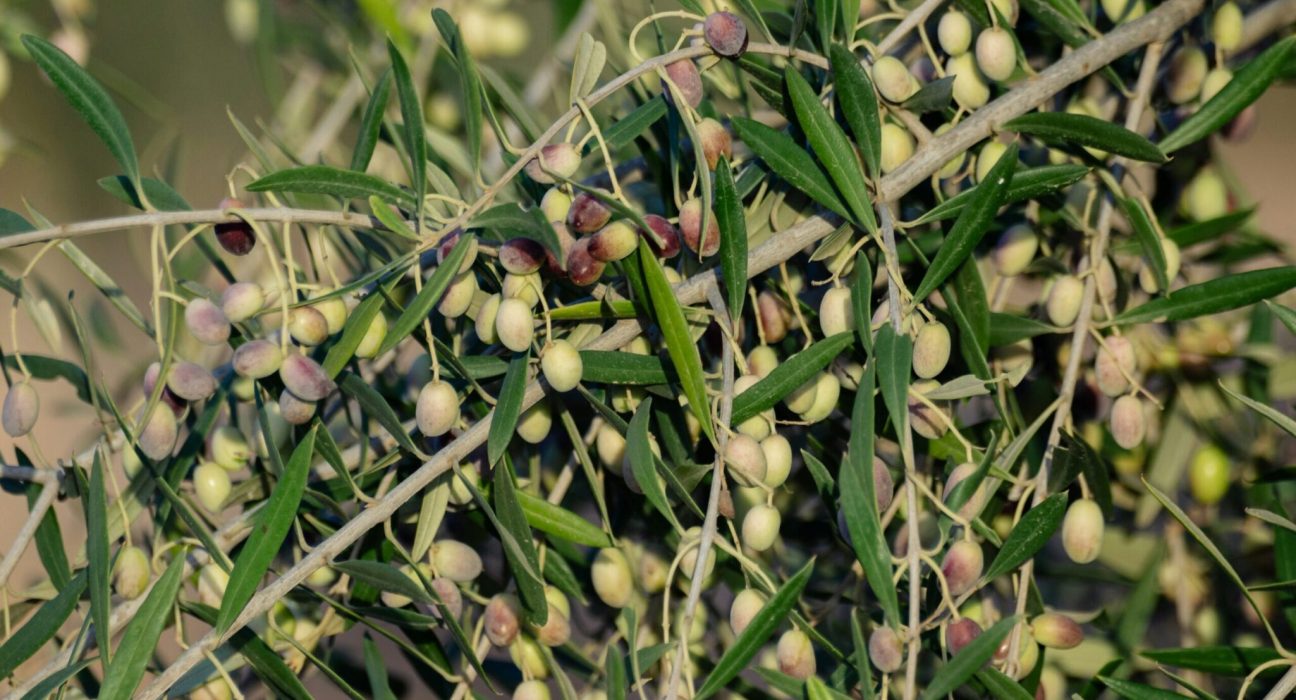The Promise Project will highlight Tunisian AgriFood Tech startups alongside innovators in Energy, Robotics, and Smart Cities at CES 2025.