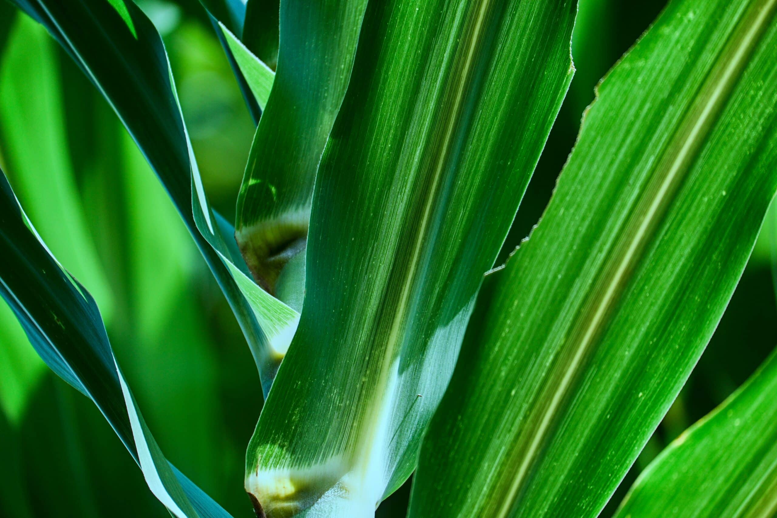 Pantaleon, a Central American leader in sugarcane production, signed a LOI with Bright Yeti to implement an innovative crop protection tech.