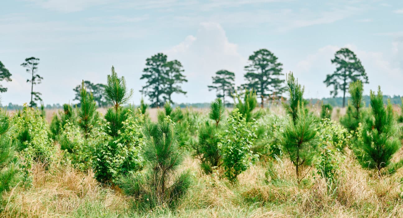 Chestnut Carbon secures $90M in Series B, raising total to $250M, and closes $210M project finance facility for U.S. afforestation.