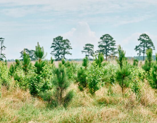 Chestnut Carbon secures $90M in Series B, raising total to $250M, and closes $210M project finance facility for U.S. afforestation.