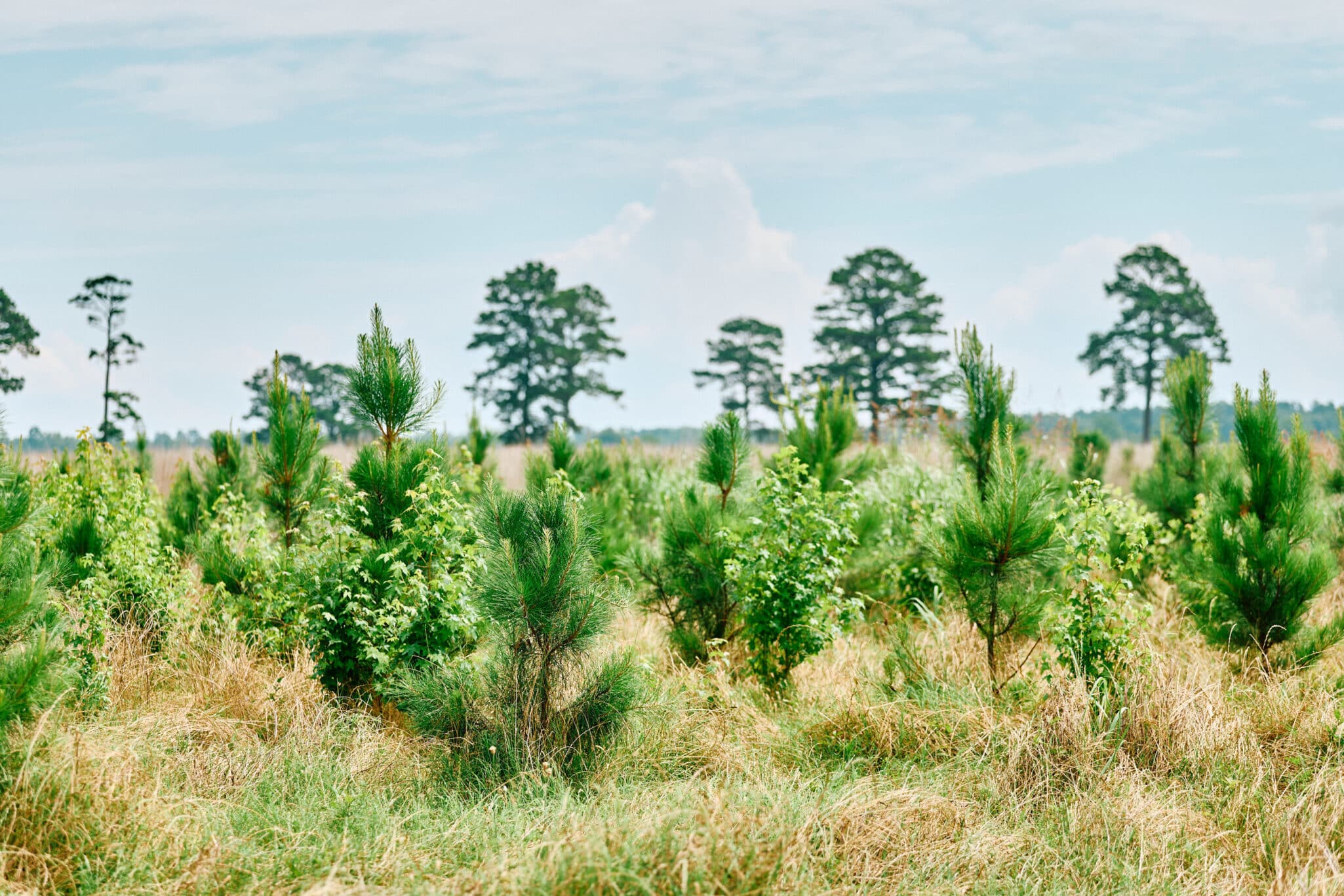 Chestnut Carbon secures $90M in Series B, raising total to $250M, and closes $210M project finance facility for U.S. afforestation.