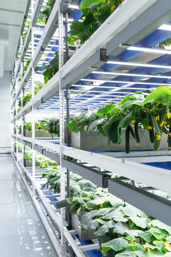 Grow-Tec: Delivering precision-engineered solutions that enable ultra-high-yields, cost-effective indoor vertical farming for fruity vegetable cultivation—anywhere, anytime.