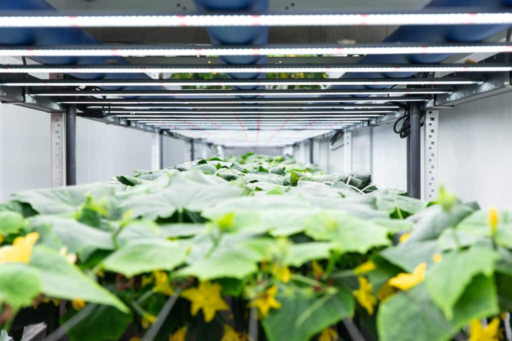 Grow-Tec: Delivering precision-engineered solutions that enable ultra-high-yields, cost-effective indoor vertical farming for fruity vegetable cultivation—anywhere, anytime.