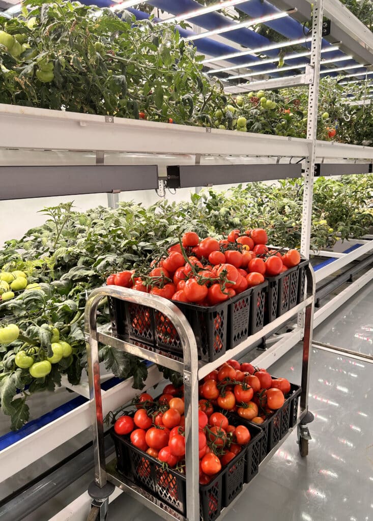 Grow-Tec: Delivering precision-engineered solutions that enable ultra-high-yields, cost-effective indoor vertical farming for fruity vegetable cultivation—anywhere, anytime.