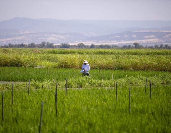 Lundberg Family Farms is accelerating R&D of rice varieties compatible with climate-friendly regenerative organic farming.