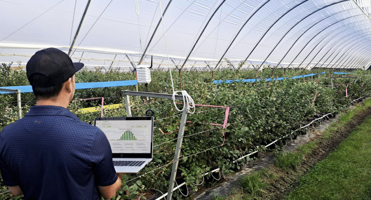 WayBeyond has deployed its FarmRoad platform within Costa Group’s Variety Improvement Program (VIP), focused on blueberry R&D.