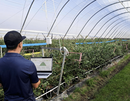 WayBeyond has deployed its FarmRoad platform within Costa Group’s Variety Improvement Program (VIP), focused on blueberry R&D.