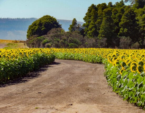 Syngenta and PepsiCo are collaborating to scale regenerative and traceable agriculture practices in sunflower production.