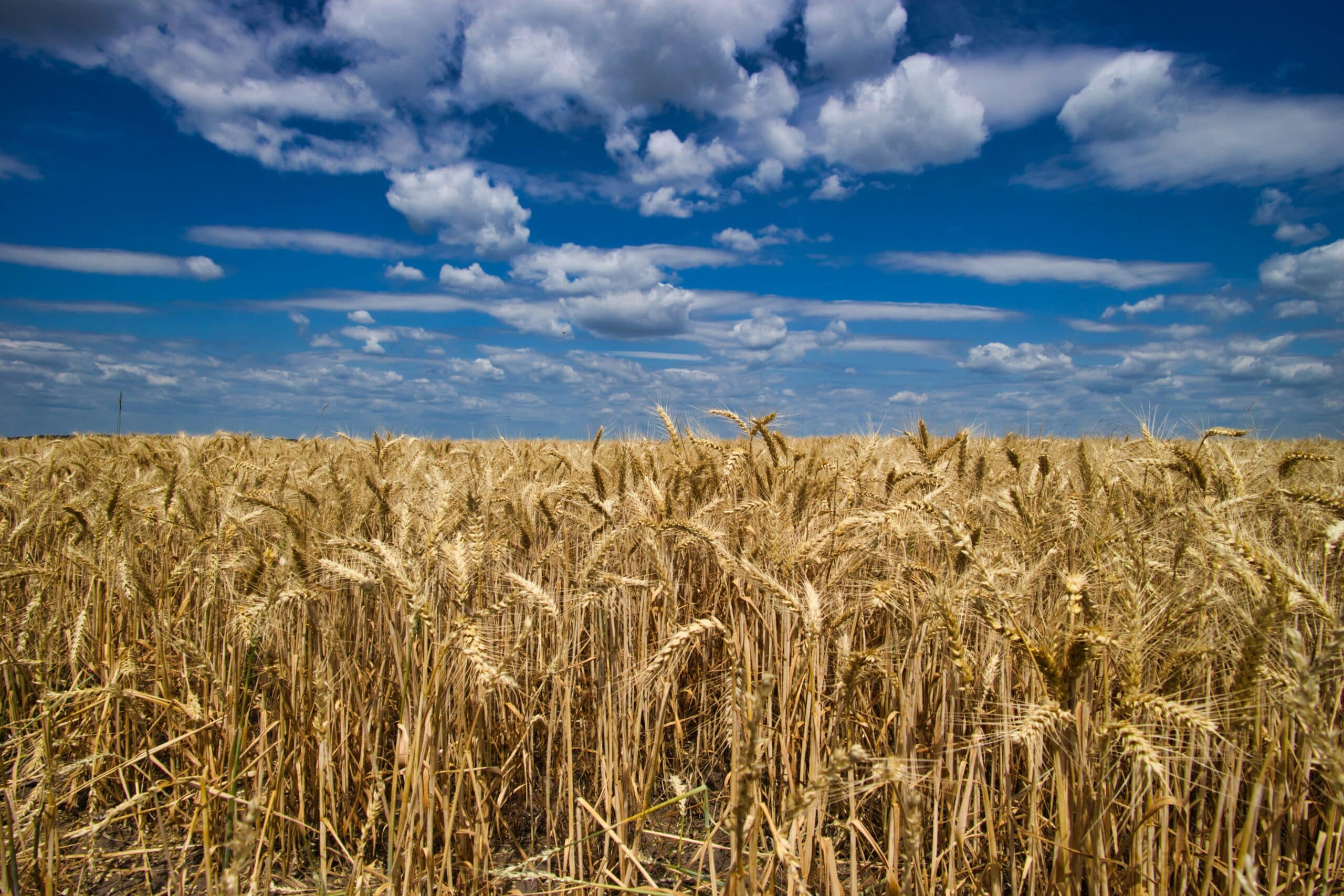 Sumitomo Chemical has acquired all shares of Philagro Holding, S.A., its France-based crop protection subsidiary.