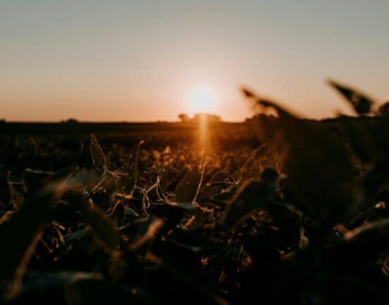 Pitura Seeds and Jackson Seed Service will distribute Syngenta Seeds' NK® traited soybeans starting with the 2026 crop season.