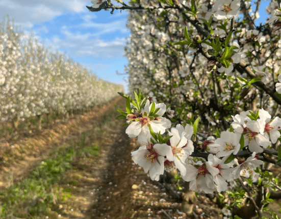 xFarm Technologies, a Switzerland-based agricultural technology company with a strong presence in Spain, has entered into a collaboration with ISFA, an agricultural project management company overseeing approximately 7,500 hectares of almond orchards in Spain and Portugal.